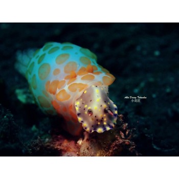 NiteScuba Diving Weefine WFL03 Close-up wet lens Macro Lens M67 mount 67mm for Sony RX100 Camera housing Underwater Photography