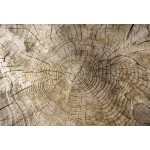 Laeacco Wood Pile Annual Ring Texture Wallpaper Child Portrait Photo Backgrounds Photographic Backdrops For Photo Studio