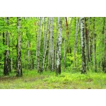 Laeacco Spring Green Forest Trees Scenic Photography Backdrops Vinyl Photo Backdrop Custom Backgrounds Props For Photo Studio