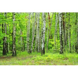 Laeacco Spring Green Forest Trees Scenic Photography Backdrops Vinyl Photo Backdrop Custom Backgrounds Props For Photo Studio