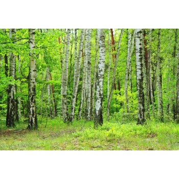 Laeacco Spring Green Forest Trees Scenic Photography Backdrops Vinyl Photo Backdrop Custom Backgrounds Props For Photo Studio
