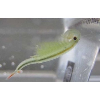 Incubate Ocean Pets Sweet Baby /Small Sea Monkey/ Sea Dragon Coming From Powder Marine Organism DIY Novelty Toy Lovely Gift