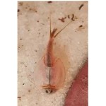 MF-2 Sea Monkeys Monkey Magically Living Animal Fairy Brine Shrimp Growing Live Artemia Salina Crayfish Prawns Like Triops Toys