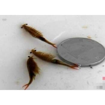 MF-2 Sea Monkeys Monkey Magically Living Animal Fairy Brine Shrimp Growing Live Artemia Salina Crayfish Prawns Like Triops Toys