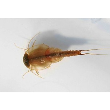 MF-2 Sea Monkeys Monkey Magically Living Animal Fairy Brine Shrimp Growing Live Artemia Salina Crayfish Prawns Like Triops Toys