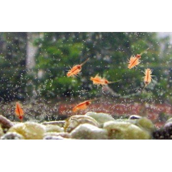 MF-2 Sea Monkeys Monkey Magically Living Animal Fairy Brine Shrimp Growing Live Artemia Salina Crayfish Prawns Like Triops Toys