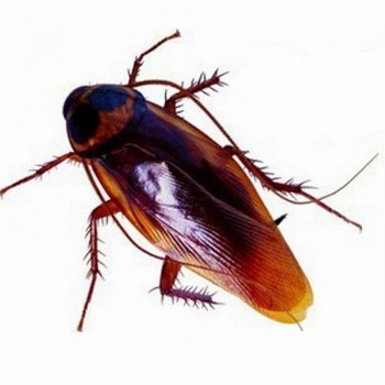 10Pcs Funny Fake Cockroach Halloween Decoration Jokes Pranks Maker Fun Novelty Tricks Simulation False Cockroach Toys
