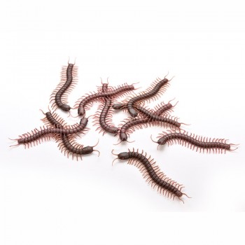 Fashion Halloween Haunted House Funny Spoof Toy Simulation Centipede For Party Fun Resin games children kids gadgets
