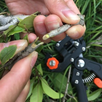 Grafting machine Garden Tools with 2 Blades Tree Grafting Tools Secateurs Scissors grafting tool Cutting Pruner