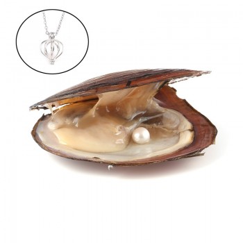 Pearl Oysters with Round 7-8 mm Love Wish Real Freshwater Pearl and Nacklace Set (Chain 55cm)