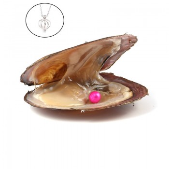 Pearl Oysters with Round 7-8 mm Love Wish Real Freshwater Pearl and Nacklace Set (Chain 55cm)
