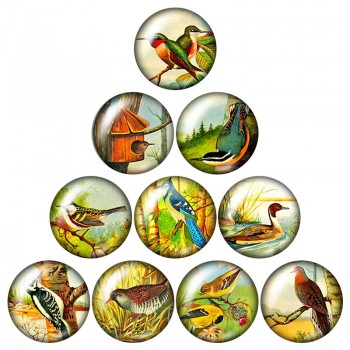 New Beauty Birds Hummingbird 10pcs mixed 12mm/16mm/18mm/25mm Round photo glass cabochon demo flat back Making findings ZB0574