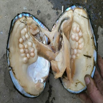 2017 Wholsale New Trendy Freshwater Pearls Vacuum Packaging Real Natural Pearl Oysters Big Monster Oysters Christmas Gift ABH728