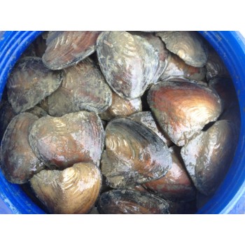 2017 Wholsale New Trendy Freshwater Pearls Vacuum Packaging Real Natural Pearl Oysters Big Monster Oysters Christmas Gift ABH728