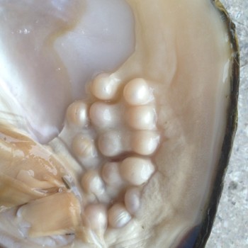 2017 Wholsale New Trendy Freshwater Pearls Vacuum Packaging Real Natural Pearl Oysters Big Monster Oysters Christmas Gift ABH728