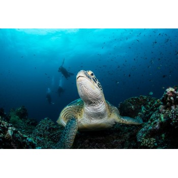 NiteScuba Diving Waterproof cover glove sleeves for Seaamp;sea Strobe YS-D2 YS-D1 Protector Underwater Photography accessories