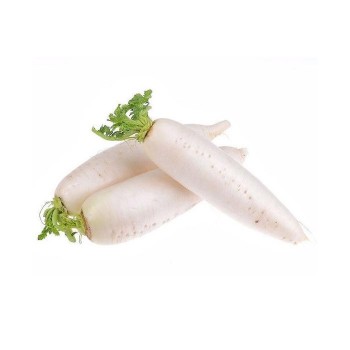 White Radish / Lobak Putih / 白萝卜 (1.1kg+-) 1-2条