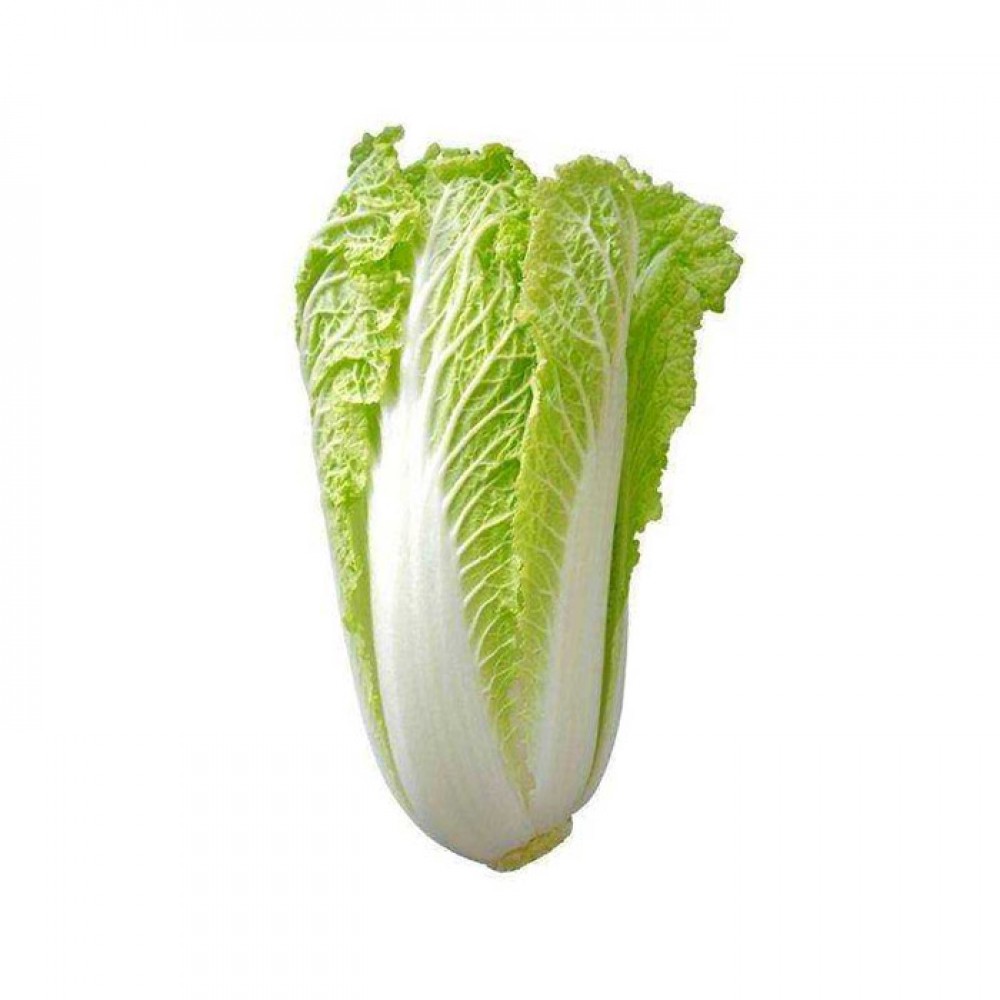 Chinese Cabbage / Kubis Putih / 白菜 0.9KG+- 小粒/半粒
