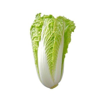 Chinese Cabbage / Kubis Putih / 白菜 0.9KG+- 小粒/半粒