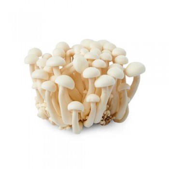 White Shemeji / 白玉菇 (150g/pack)