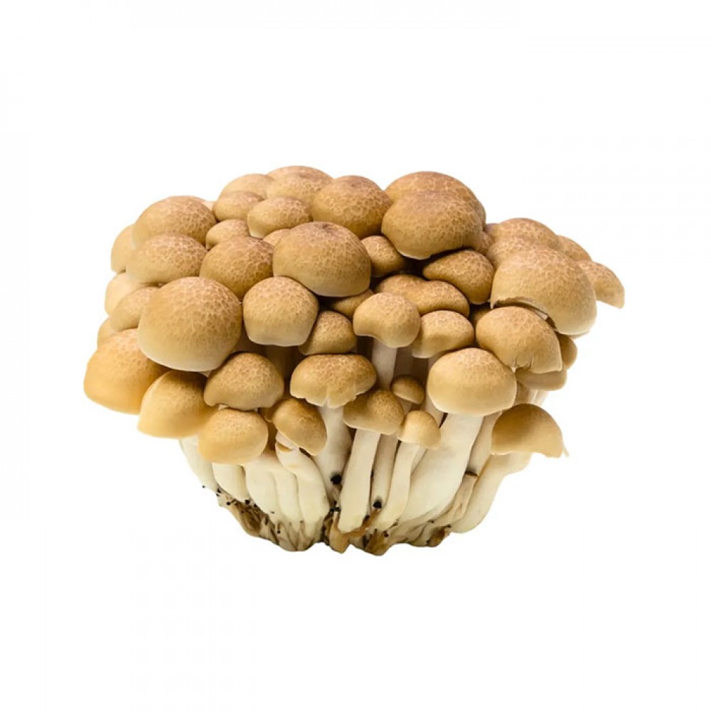 Buna Shemeji / 灵芝菇 (150g/pack)