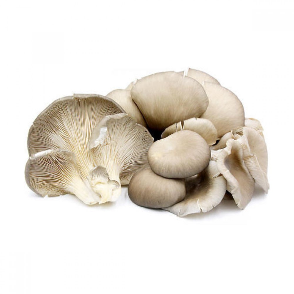 Oyster mushroom / 凤尾菇 (pack/包)