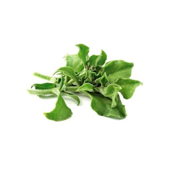 Iceplant / 冰菜 3 box
