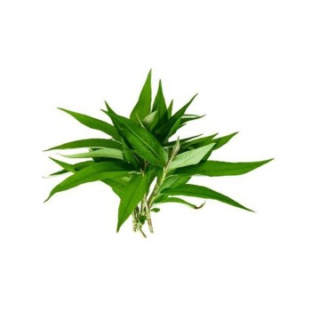Daun Laksa / 叻沙叶 (50g)